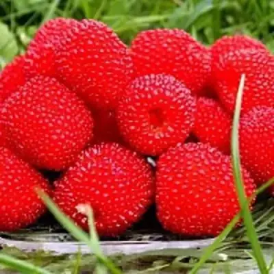 Малина ТИБЕТСКАЯ (РОЗОЛИСТНАЯ) в Новополоцке