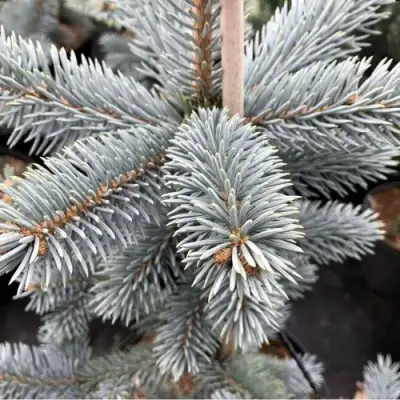 Ель РОЯЛ БЛЮ колючая  в Новополоцке