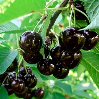 Черешня МУСКАТНАЯ в Новополоцке