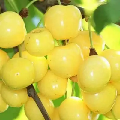 Черешня РОССОШАНСКАЯ ЗОЛОТАЯ в Новополоцке