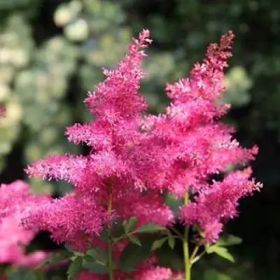 Астильба САННИ ДЕЙ гибридная в Новополоцке