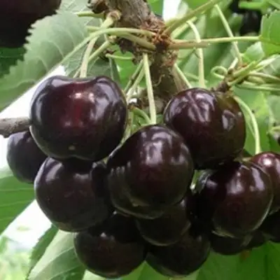 Вишня РОССОШАНСКАЯ ЧЕРНАЯ в Новополоцке