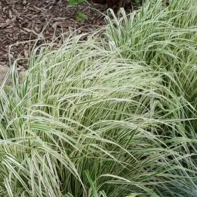 Вейник ОВЕРДАМ остроцветковый в Новополоцке