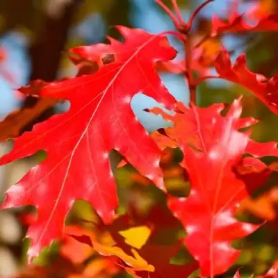 Дуб красный в Новополоцке