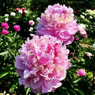 Пион ЛАВОН травянистый в Новополоцке