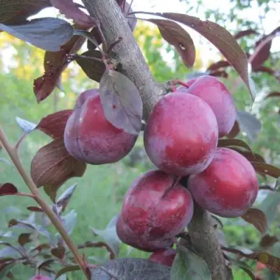 Слива ЛАМА в Новополоцке