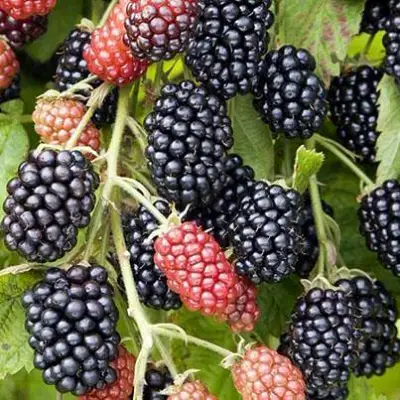 Ежевика НАВАХО бесшипная  в Новополоцке