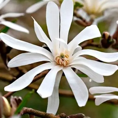 Магнолия СТЕЛЛАТА в Новополоцке