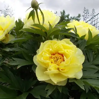 Пион БАРЦЕЛЛА (БАРТЗЕЛЛА) ито-гибрид в Новополоцке