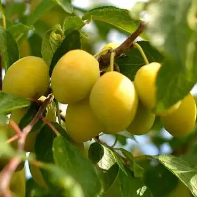 Слива ОЧАКОВСКАЯ ЖЕЛТАЯ в Новополоцке