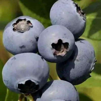 Голубика ХАРРИСОН в Новополоцке