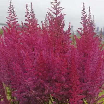 Астильба МАЙТИ ЧОКОЛАТ ЧЕРРИ китайская в Новополоцке