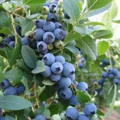 Голубика ЭЛЛИОТ в Новополоцке