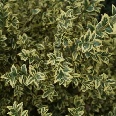 Самшит АУРЕАВАРИЕГАТА в Новополоцке