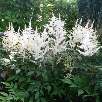 Астильба БРАУТШЛЕЙЕР Арендса в Новополоцке