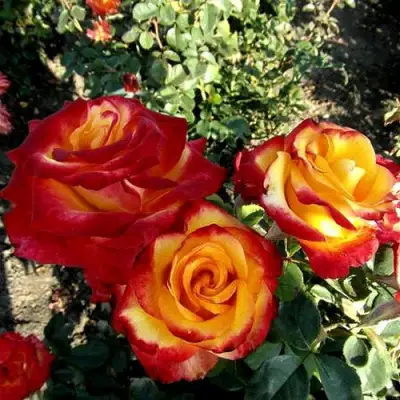 Роза ХАЙ МЭДЖИК чайно-гибридная в Новополоцке