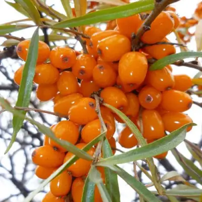 Облепиха КОСТЕР в Новополоцке