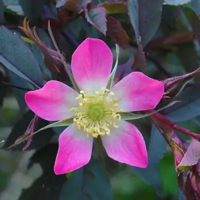 Роза сизая в Новополоцке