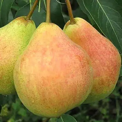 Груша ЛЮБИМИЦА ЯКОВЛЕВА в Новополоцке