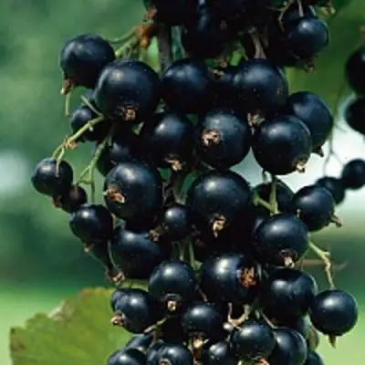 Смородина чёрная ВЕЛОЙ (ЛЕНИНГРАДСКАЯ СЛАДКАЯ) в Новополоцке