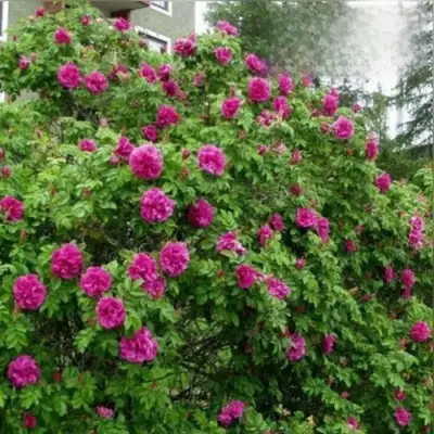 Шиповник ХАНСА в Новополоцке