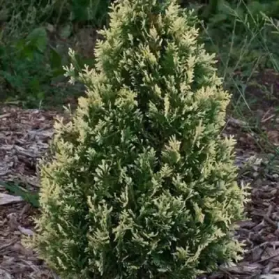 Туя БРАБАНТ ВАРИЕГАТТА западная в Новополоцке