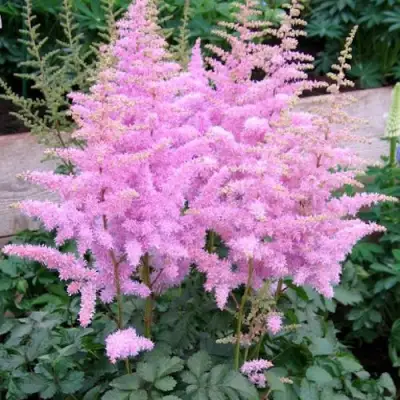 Астильба ГИАЦИНТ Арендса в Новополоцке