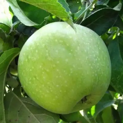 Яблоня РЕНЕТ СИМИРЕНКО в Новополоцке