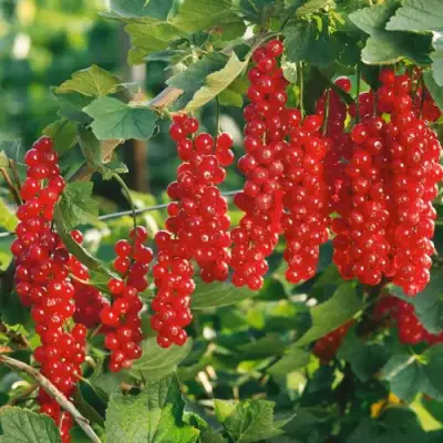 Смородина красная РУДНЕУС в Новополоцке