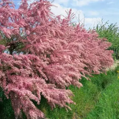 Тамарикс ПИНК КАСКАД в Новополоцке