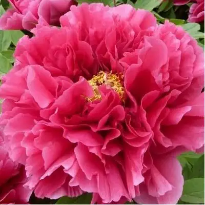 Пион КОРОЛЕВСКИЙ ЦВЕТОК древовидный в Новополоцке