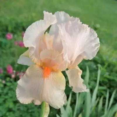 Ирис ПАТИ ДРЕСС бородатый в Новополоцке