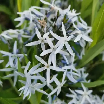 Амсония иволистная в Новополоцке