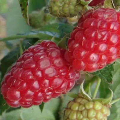 Малина РАДЗИЕВА в Новополоцке