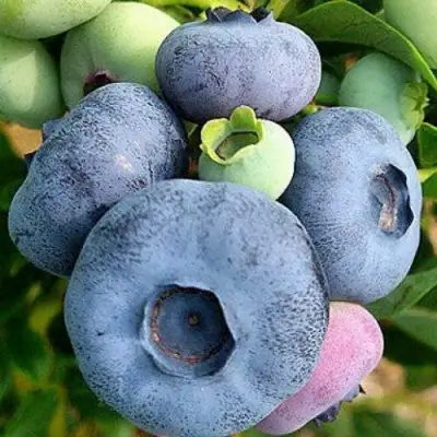 Голубика ПАТРИОТ в Новополоцке