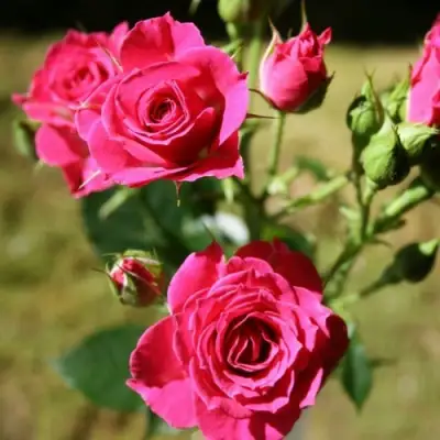 Роза ЛАВЛИ ЛИДИЯ спрей в Новополоцке