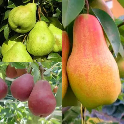 Комплект ГРУШЕВОЕ АССОРТИ в Новополоцке