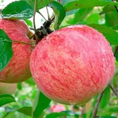 Яблоня КОРИЧНОЕ ПОЛОСАТОЕ в Новополоцке