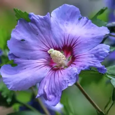 Гибискус МАРИНА сирийский в Новополоцке