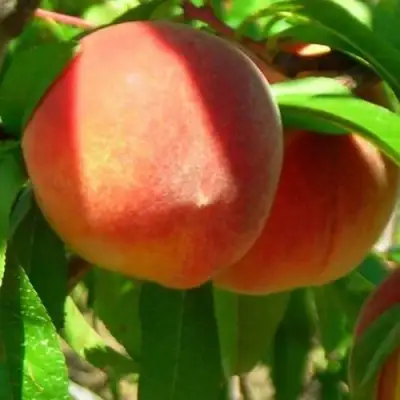 Персик РЕД ХЕВЕН в Новополоцке