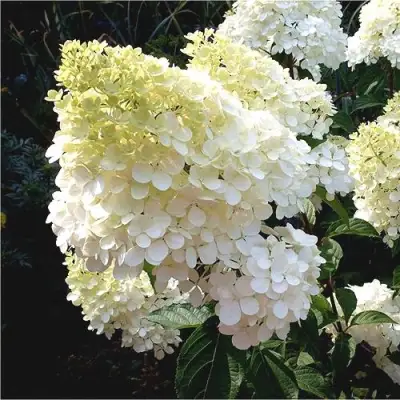 Гортензия ДИАМАНТИНО метельчатая в Новополоцке