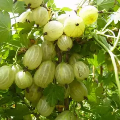 Крыжовник ИНВИКТА в Новополоцке