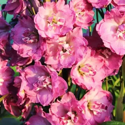 Дельфиниум ДЕЛЬФИС ПИНК ПАУЭ высокий в Новополоцке