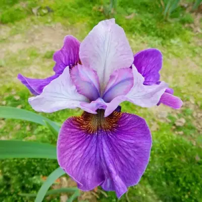 Ирис ЛАЙТ ОВ ХАРТ сибирский в Новополоцке