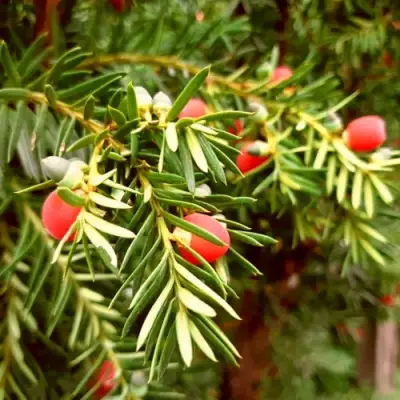 Тис ДАВИД ягодный в Новополоцке