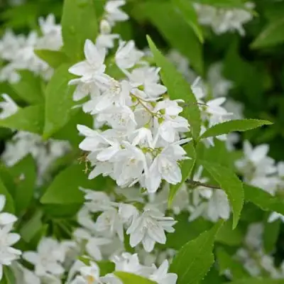 Дейция шершавая в Новополоцке