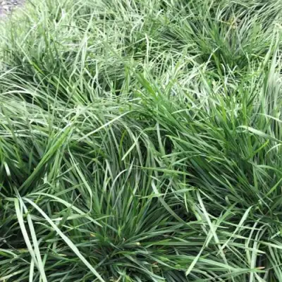 Щучка ГОЛДТАУ дернистая в Новополоцке