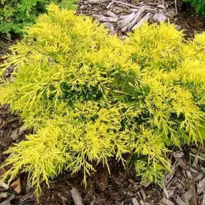 Можжевельник КИНГ ОФ СПРИНГ средний в Новополоцке