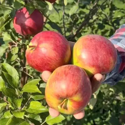 Яблоня ПОСПЕХ в Новополоцке