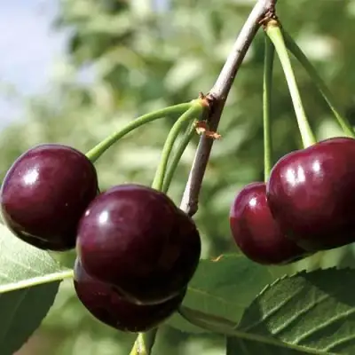 Дюк КСЕНИЯ (ЧЕРЕВИШНЯ) в Новополоцке